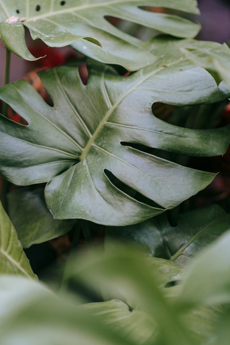 Monstera With Large Green Leaves At Home