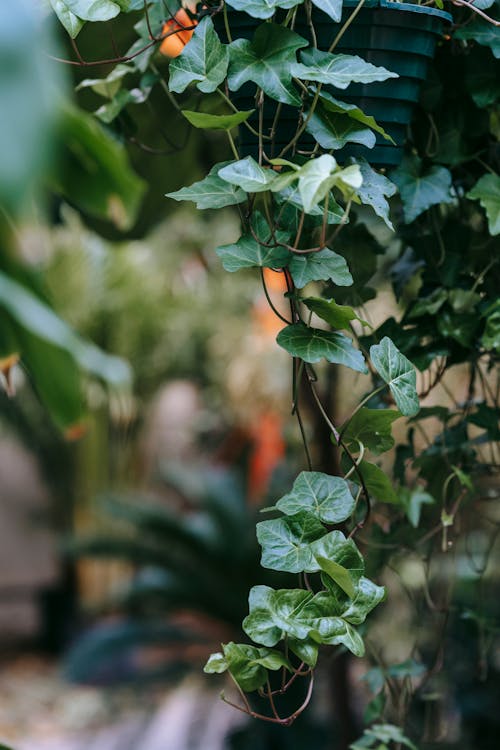 Syngonium with wavy leaves on thin stems in orangery