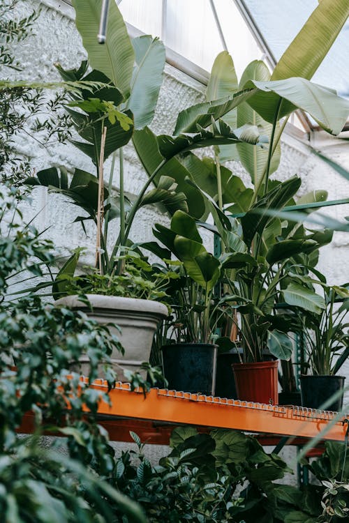 Assorted tropical plants with lush leaves in orangery