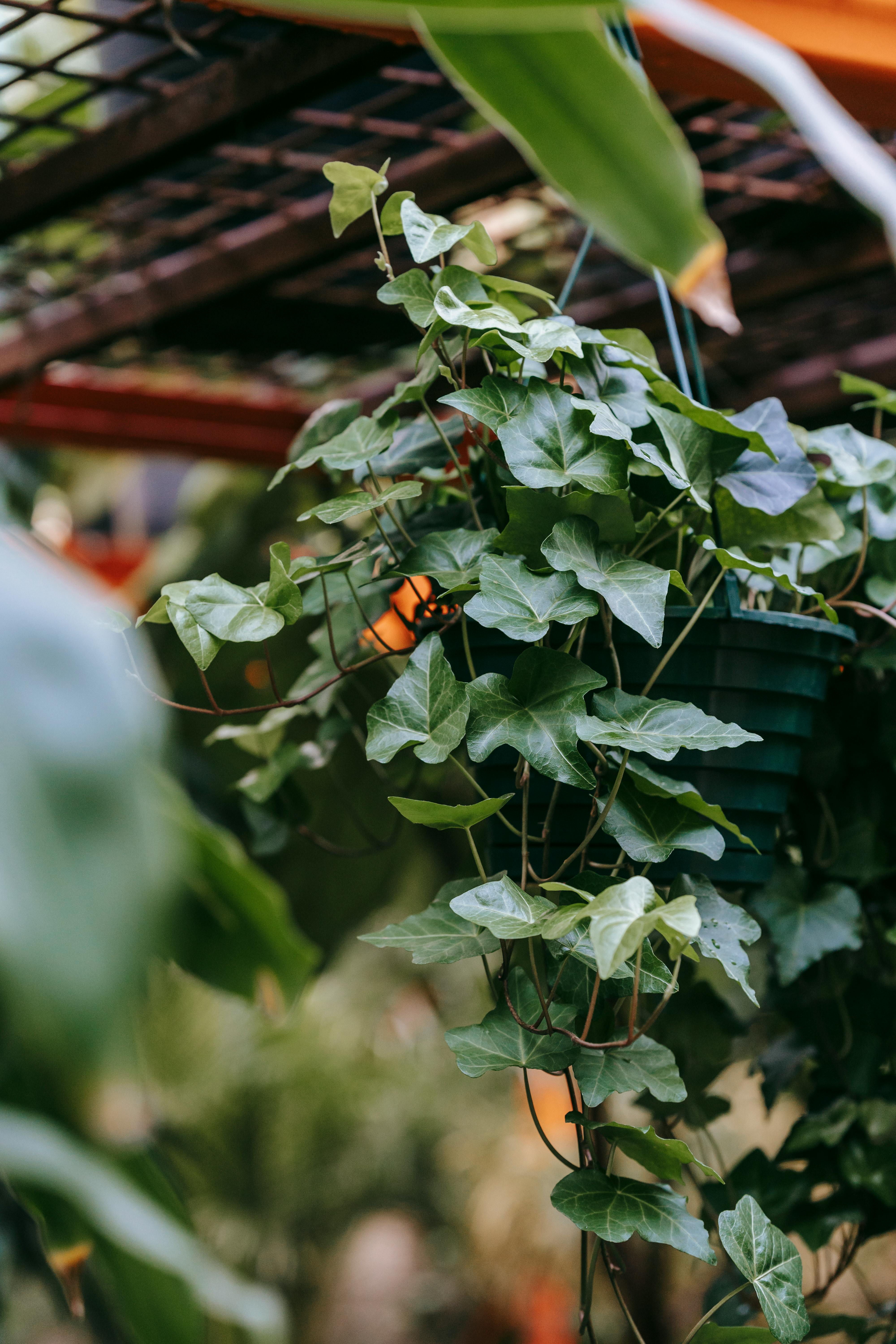 syngonium with blossoming flower and curved leaves in greenhouse