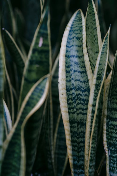 Snake plant with ornamental leaves at home