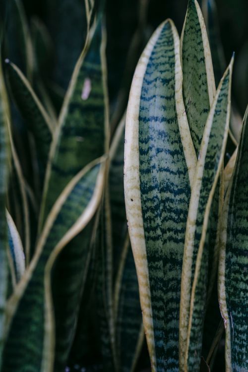 Free Sansevieria with long white and green foliage with pointed edges growing in house on blurred background Stock Photo