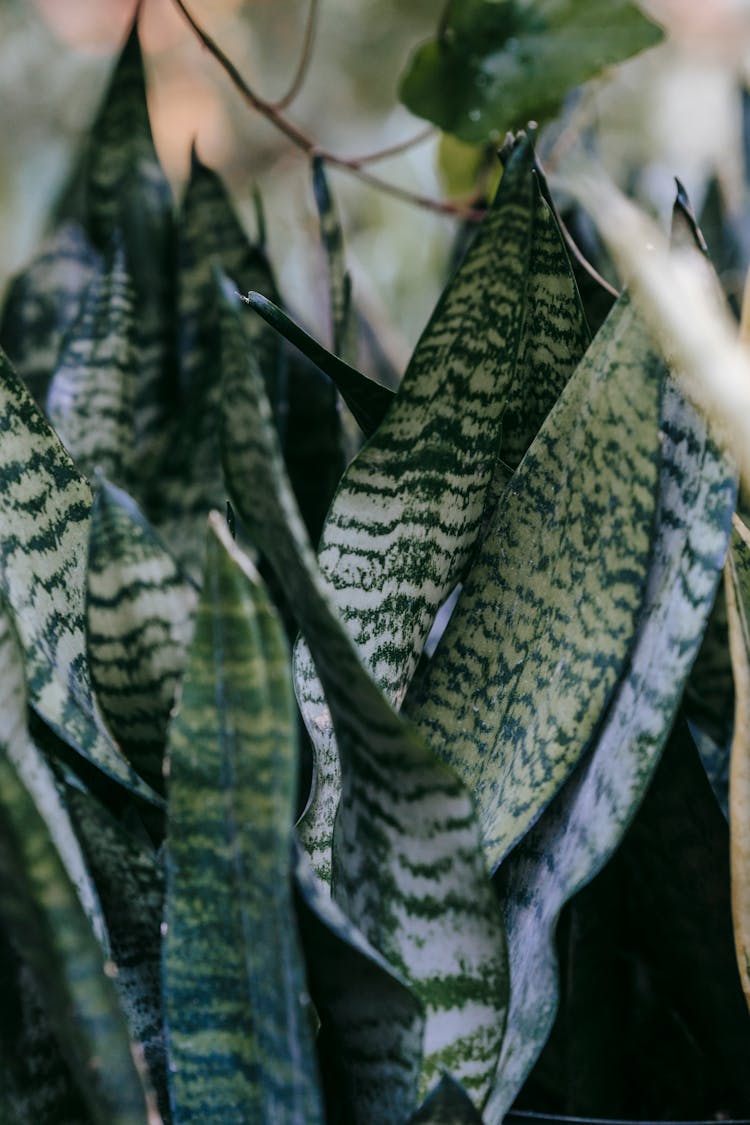 Sansevieria With Ornamental Leaves Growing At Home