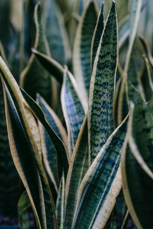 Free Exotic plant with long green and white foliage with spiky edges growing at home in daytime Stock Photo