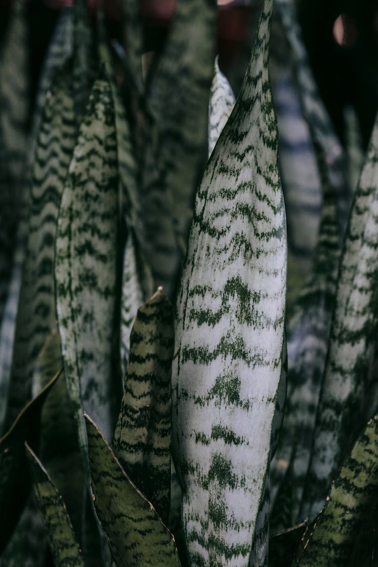 Snake Plant With Long Leaves In House