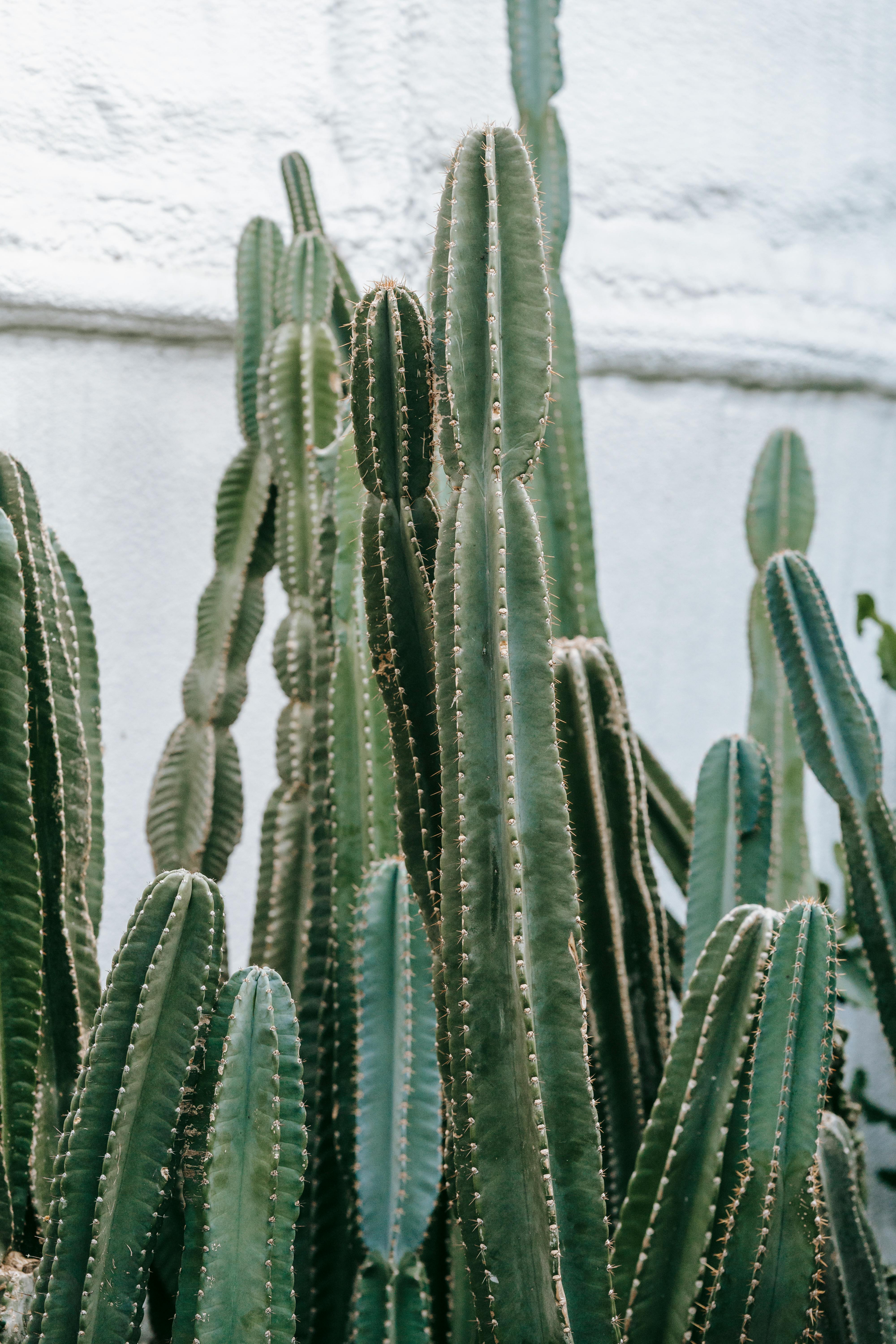 High succulent plants with thorns on curved green stems growing in orangery against wall in daylight
