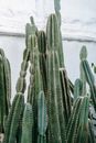 Spiky cacti with thick green stalks in hothouse