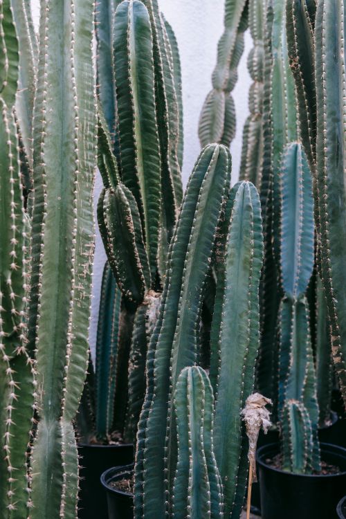 Free Pots with tropical plants with thorns on thick green stems growing in hothouse in daytime Stock Photo