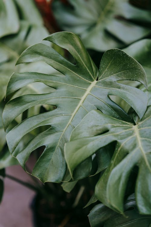 Tropical plant with ornamental green leaves with veins growing in light house on blurred background