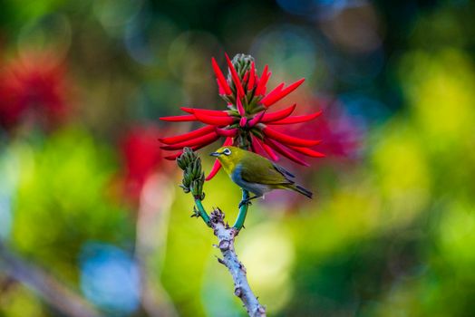 Close-up of an Indian White-eye perched on a vibrant red flower in Taipei's natural setting.