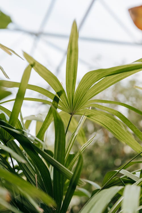 Free Green plants with long leaves in hothouse Stock Photo