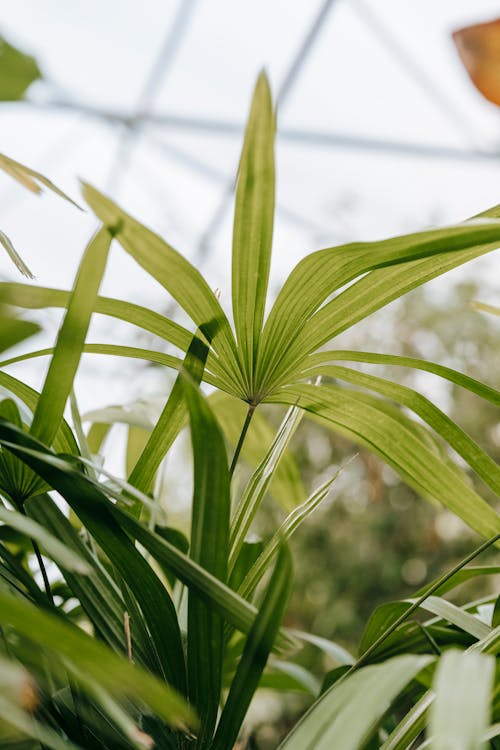 Green plants with long leaves in hothouse