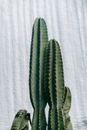 Succulent plants with thorns on high green stems with ribbed surface against white wall in daytime