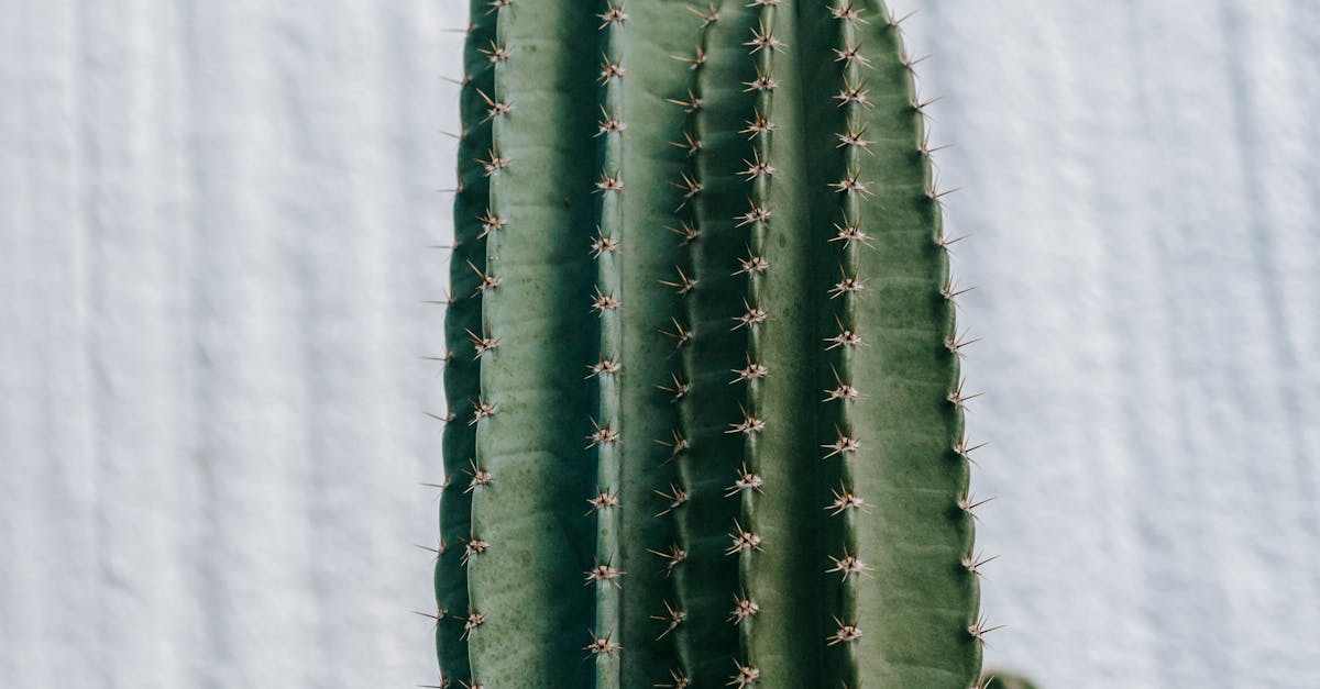 Prickly cacti with thick stalks against rough wall · Free Stock Photo