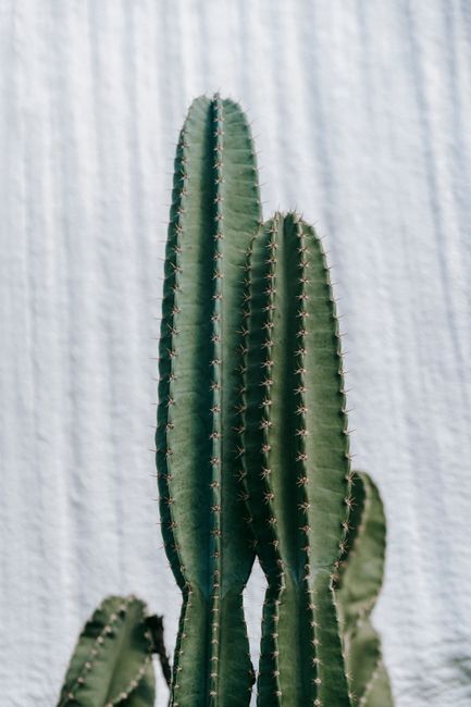 Succulent plants with thorns on high green stems with ribbed surface against white wall in daytime