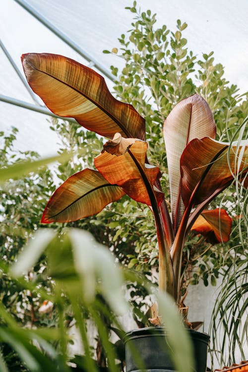 Collection of exotic plants with curved foliage on thin stems growing in greenhouse in daytime