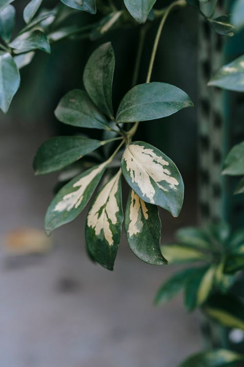 Schefflera with lush leaves on thin stalk at home