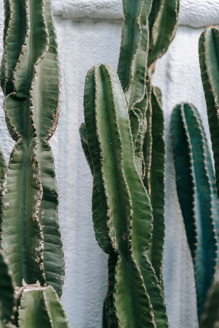 Long stems of verdant rough cactuses placed near textured white wall in daylight in summer