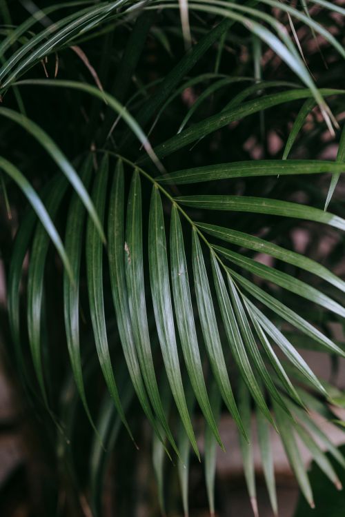 Free Tropical shrub with green fresh leaves growing in forest in summer in daytime Stock Photo