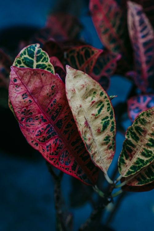 Free Soft red and green fresh leaves of exotic plants on blurred background in darkness Stock Photo