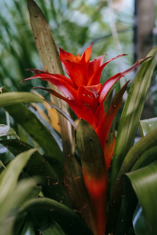 Exotic plant with fresh green leaves and blooming red flower