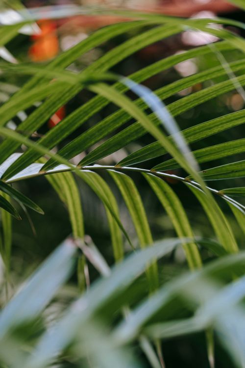 Free Bright verdant fresh leaves of exotic plant growing in greenhouse in daytime on blurred background Stock Photo