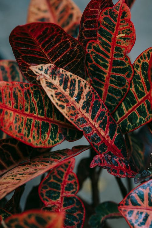 Green leaves with red veins of exotic plant