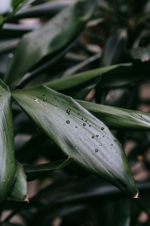 Free Verdant leaves covered with drops of water on blurred background in forest in daytime Stock Photo