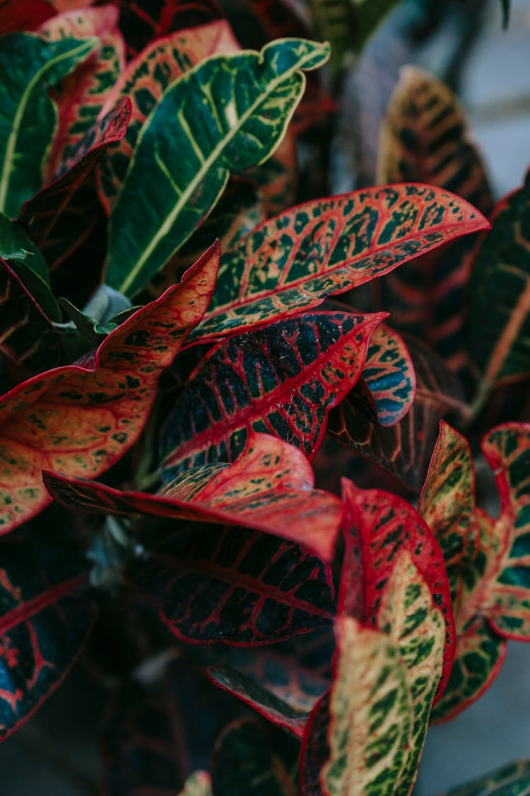 Colorful Leaves Of Croton Plant