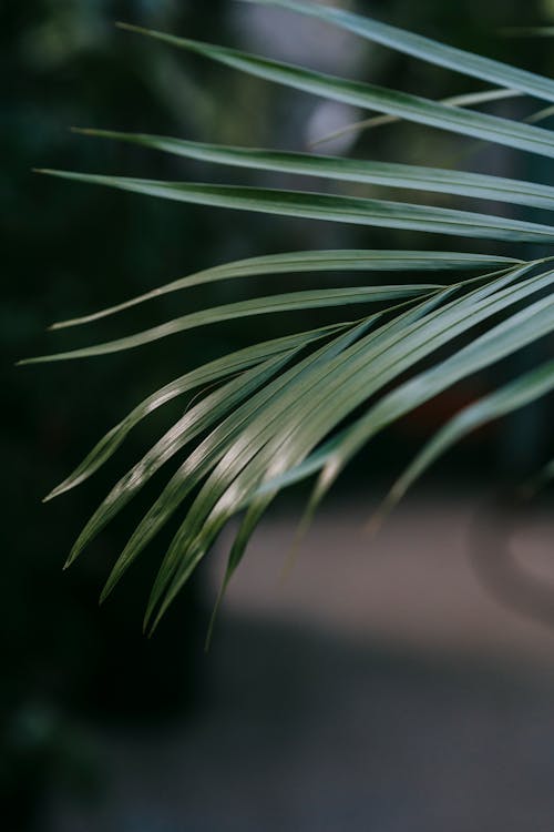Thin green leaves of exotic Howea forsteriana plant against blurred background in daylight