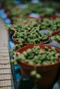 Rows of flowerpots with green succulent Senecio rowleyanus placed on shelf against blurred background