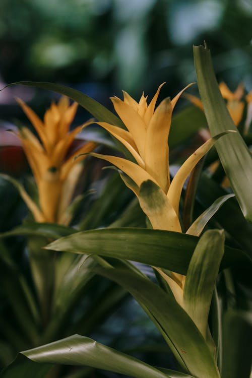 Blooming Guzmania against blurred background in daytime