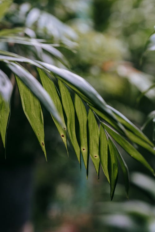 Green leaves of Howea forsteriana against blurred background