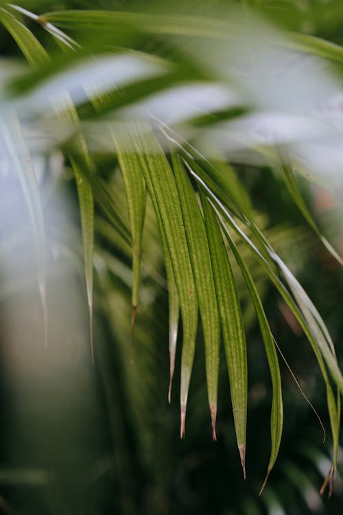 Branch of green Kentia palm against blurred background