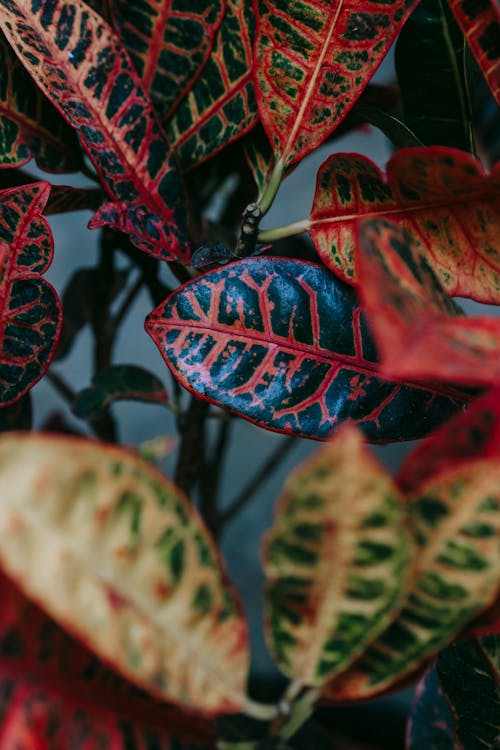 From above of colorful leaves of Croton plant against blurred background in daylight