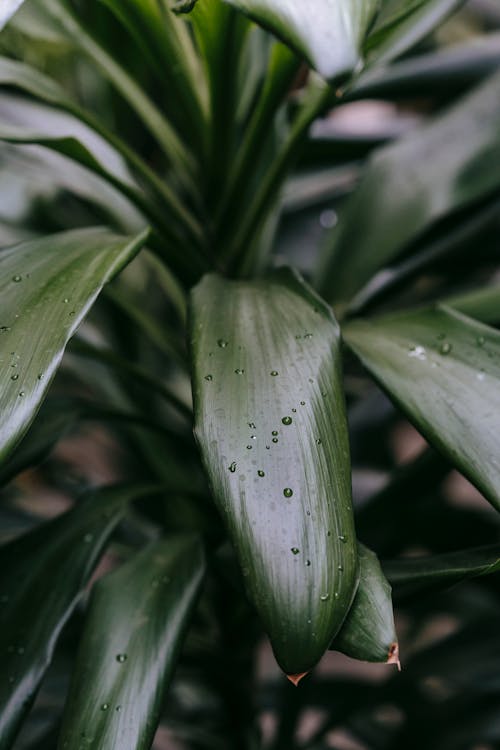 Green leaves of plant in daytime