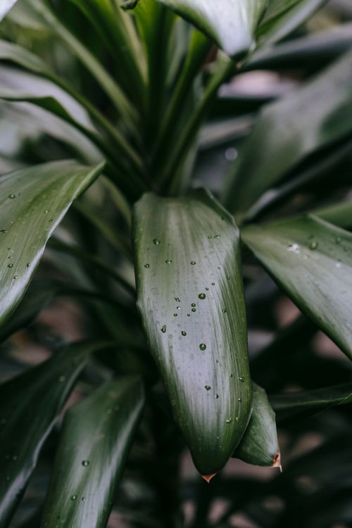 Free From above pf Dracaena fragrans plant with fresh green leaves with drops of water after rain in daytime Stock Photo