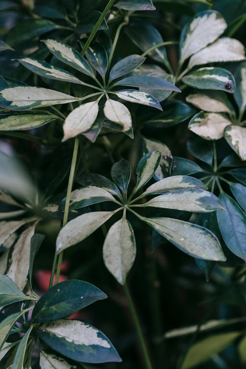 Gratis lagerfoto af biologi, blad, blomstermotiv