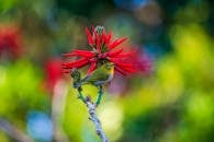 Red and Green Bird on Tree Branch