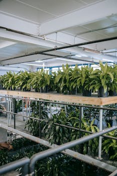 Bright and spacious indoor plant nursery showcasing rows of lush green plants ready for sale.