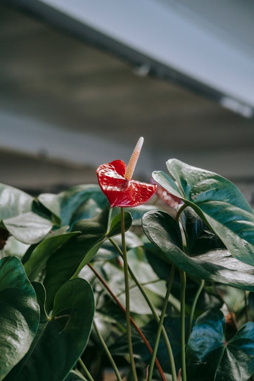 Inflorescence of growing anthurium with red flower and green leaves on blurred background