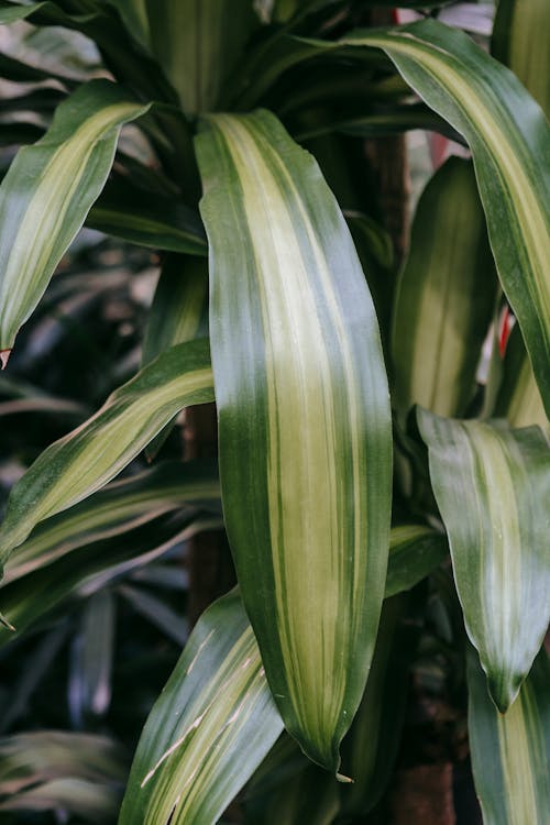 Free Closeup of lush dracaena with long foliage and green and yellow stripes on leaves Stock Photo