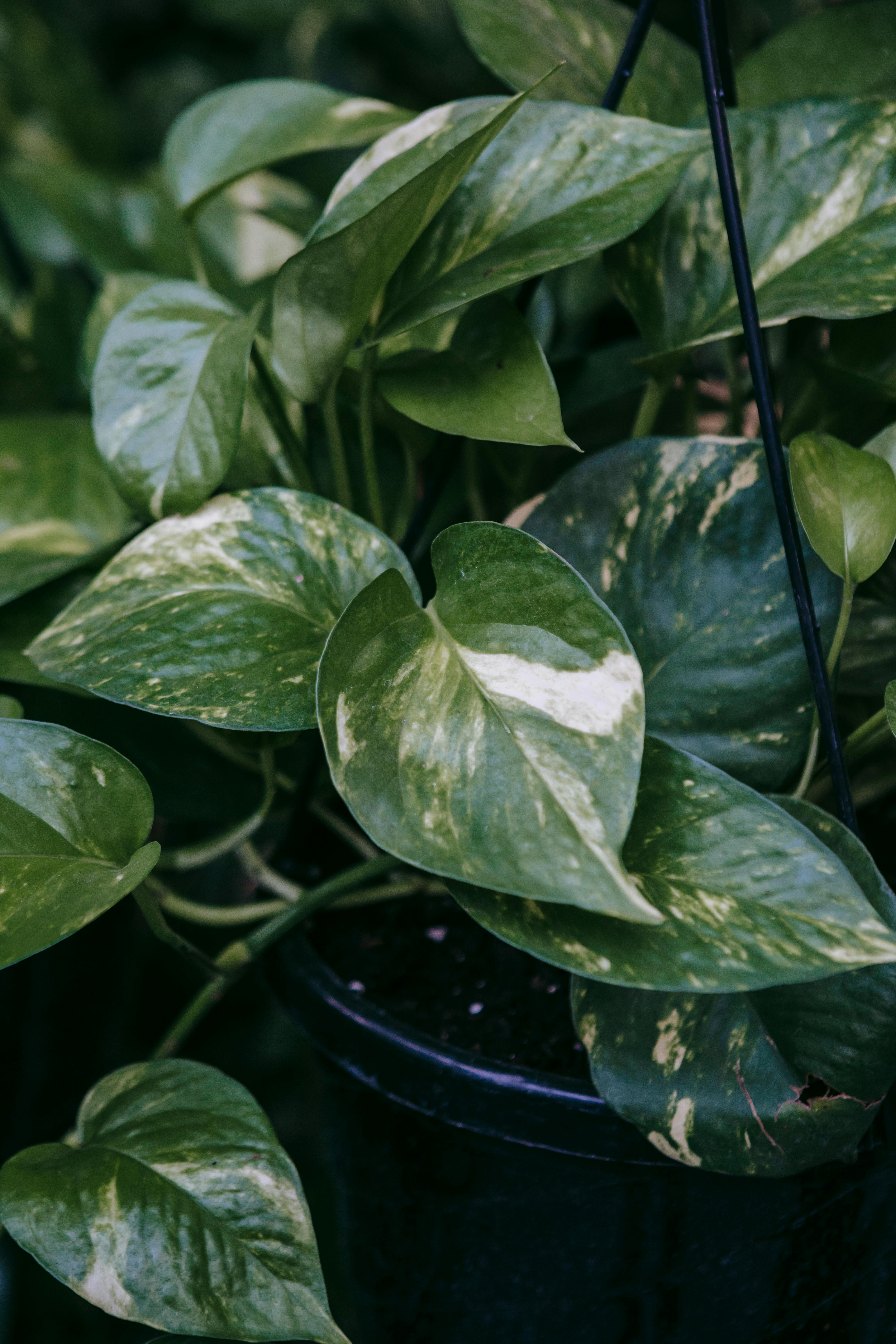 Fragment of epipremnum with yellow spots on dark green leaves growing in pot
