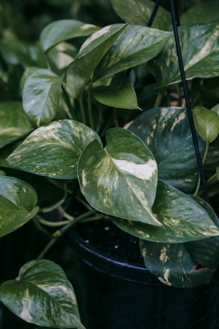 Fragment of epipremnum with yellow spots on dark green leaves growing in pot