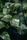 pothos