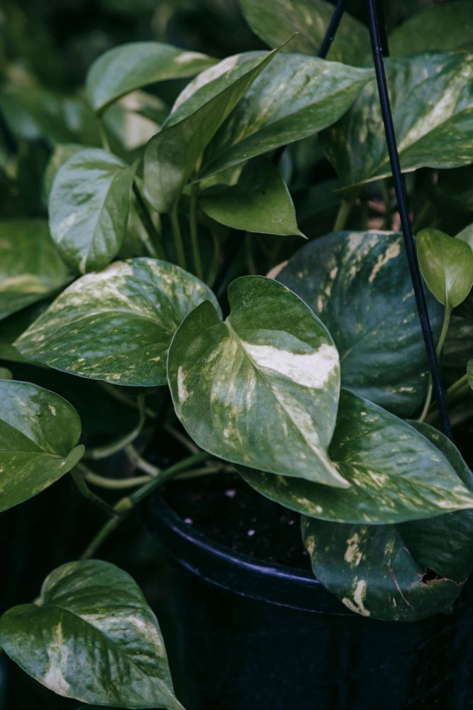 Pothos Photos, Download The BEST Free Pothos Stock Photos & HD Images