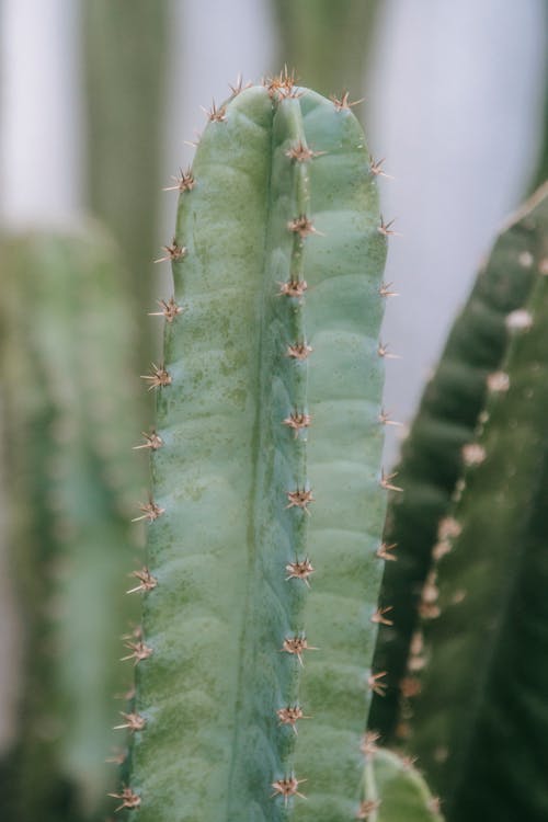 Growing huge cactus top with green stem and sharp prickles on blurred background