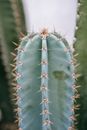 Green cactus with sharp thorns