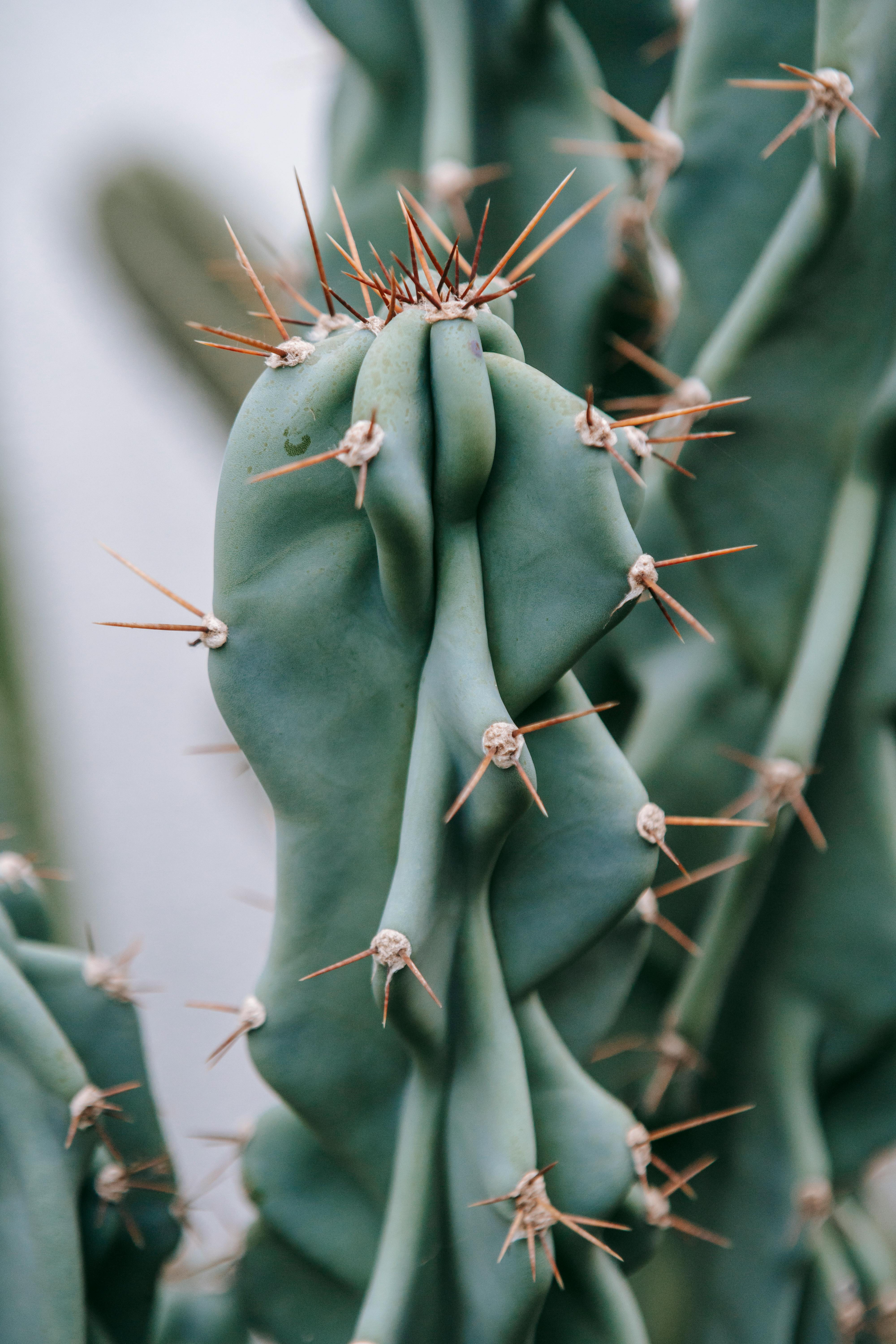 prickly green cactus with needles