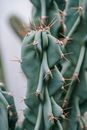 Closeup part of succulent green stem with sharp yellow thorns on blurred background